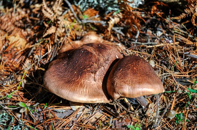 Tricholoma imbricatum